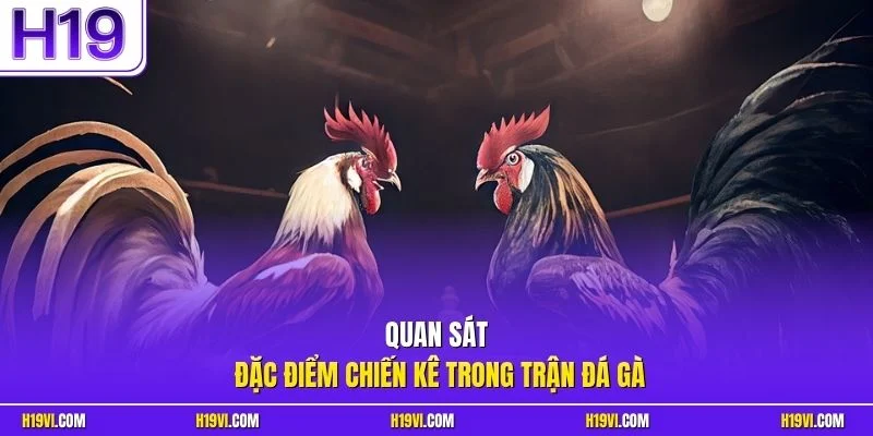 Quan sát đặc điểm chiến kê trong trận đá gà 